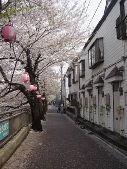 日本留學心得  騎腳踏車到有河的地方，河岸兩邊開滿了櫻花